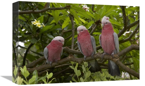 Global Gallery GCS-450881-1218-142 12 x 18 in. Galah Trio Perching in 