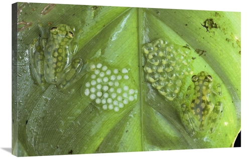 Global Gallery GCS-397230-2436-142 24 x 36 in. Reticulated Glass Frogs