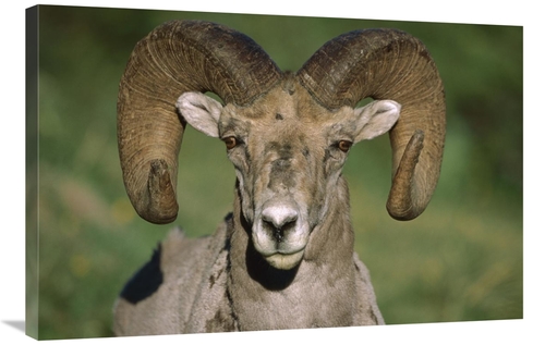 Global Gallery GCS-452207-2436-142 24 x 36 in. Bighorn Sheep Close-Up&