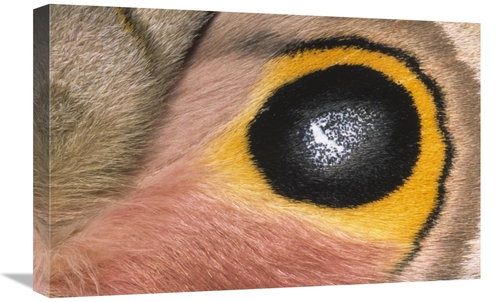 Global Gallery GCS-395304-1624-142 16 x 24 in. Moth Detail of False Ey