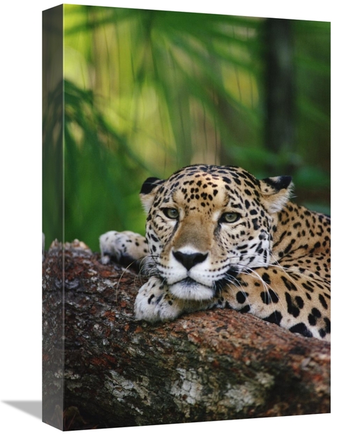 Global Gallery GCS-452810-1218-142 12 x 18 in. Jaguar Portrait, Be