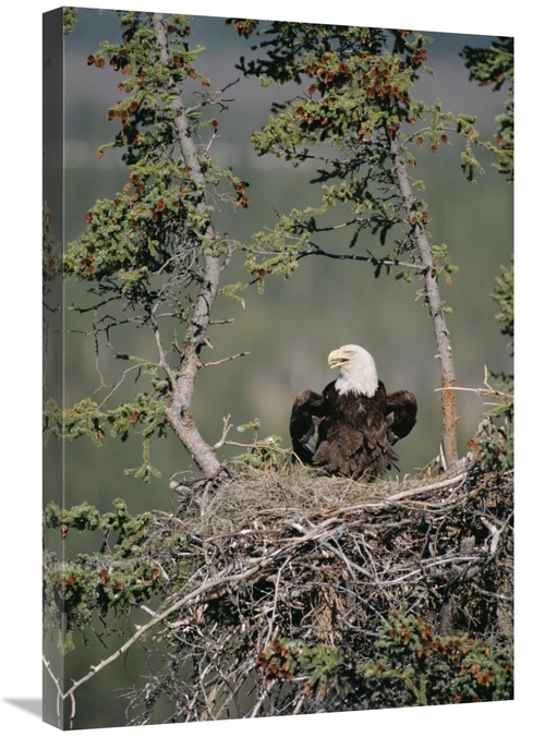 Global Gallery GCS-451902-2030-142 20 x 30 in. Bald Eagle Calling on N