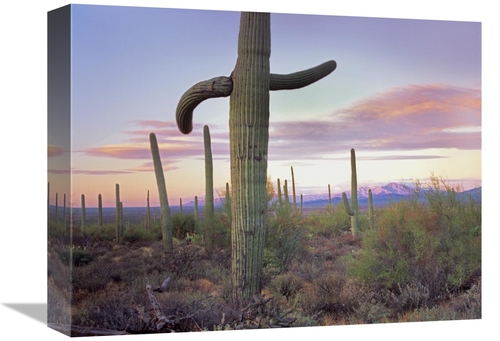 Global Gallery GCS-397122-1216-142 12 x 16 in. Saguaro Cactus Field wi
