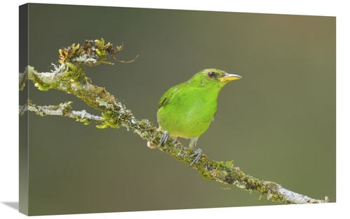Global Gallery GCS-397291-2030-142 20 x 30 in. Green Honeycreeper Fema
