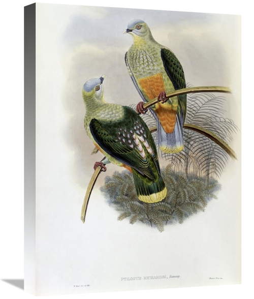 Global Gallery GCS-277785-22-142 22 in. Richards Fruit-Pigeon Art Prin