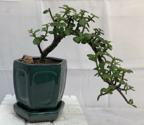 Baby Jade  Bonsai Tree - Cascade Style (Portulacaria Afra)