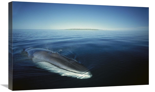Global Gallery GCS-451687-30-142 30 in. Fin Whale At Winter Feeding Gr