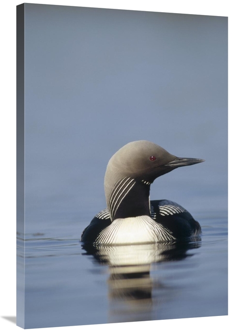 Global Gallery GCS-451883-2436-142 24 x 36 in. Pacific Loon Adult on L