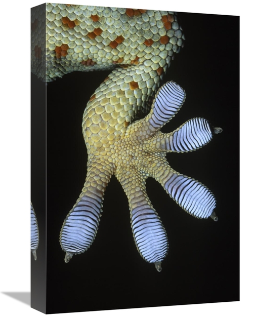 Global Gallery GCS-395366-1218-142 12 x 18 in. Tokay Gecko Underside D