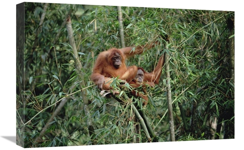 Global Gallery GCS-452338-1624-142 16 x 24 in. Orangutan Pair, Gun