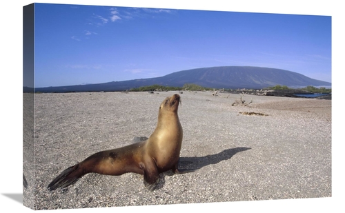 Global Gallery GCS-451312-1624-142 16 x 24 in. Galapagos Sea Lion Juve