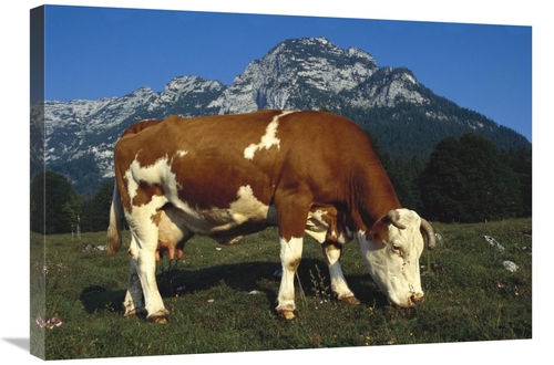 Global Gallery GCS-453364-30-142 30 in. Cow Grazing in Field in Bercht