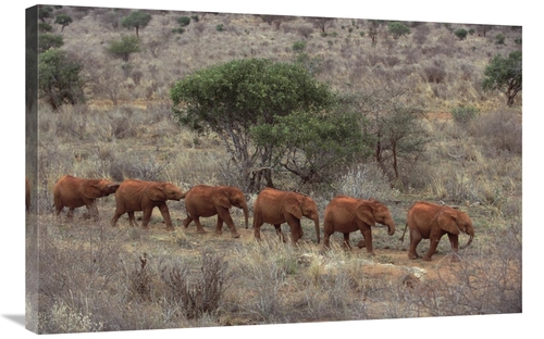 Global Gallery GCS-395739-2436-142 24 x 36 in. African Elephant Young 