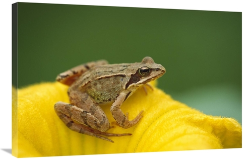 Global Gallery GCS-452570-2436-142 24 x 36 in. Agile Frog on Flower&#4