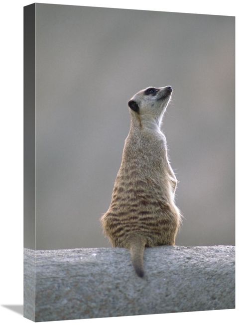 Global Gallery GCS-452929-1624-142 16 x 24 in. Meerkat Sunning on A Ro