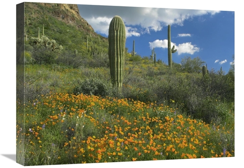 Global Gallery GCS-395947-1824-142 18 x 24 in. California Poppy & Sagu