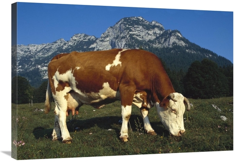 Global Gallery GCS-453364-36-142 36 in. Cow Grazing in Field in Bercht