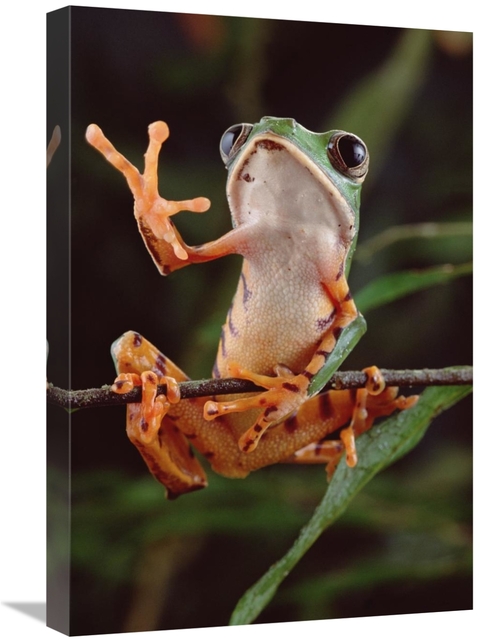 Global Gallery GCS-397695-1624-142 16 x 24 in. Tiger-Striped Leaf Frog