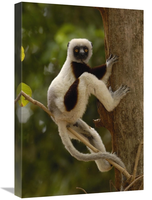 Global Gallery GCS-453026-1624-142 16 x 24 in. Coquerels Sifaka in Wes