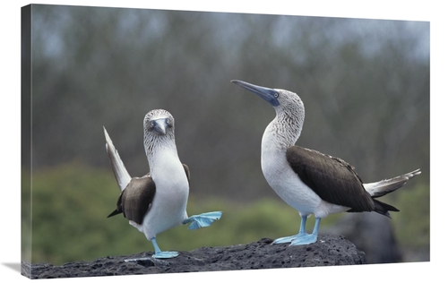 Global Gallery GCS-451783-2436-142 24 x 36 in. Blue-Footed Booby Court