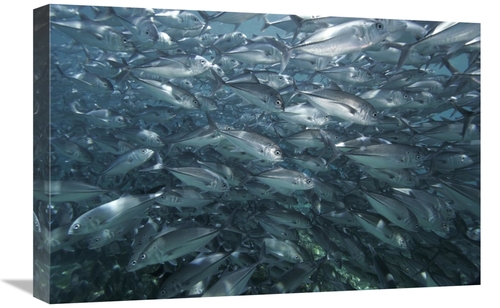 Global Gallery GCS-453561-1624-142 16 x 24 in. Bigeye Trevally School&