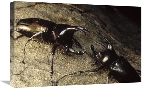 Global Gallery GCS-450963-1624-142 16 x 24 in. Scarab Beetle Pair Figh