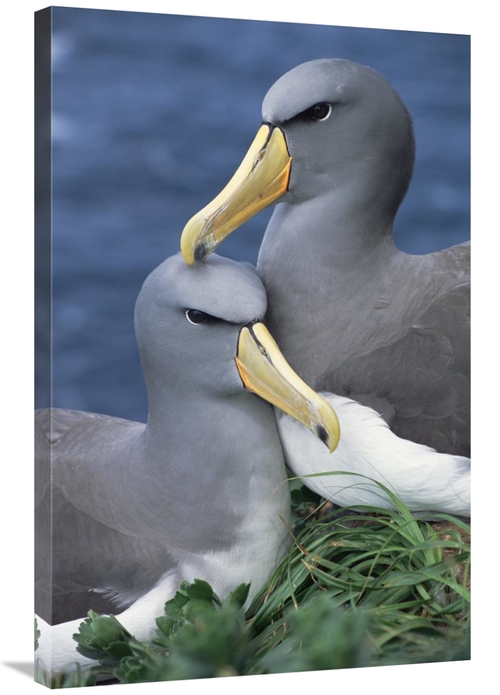 Global Gallery GCS-395649-2436-142 24 x 36 in. Chatham Albatross Affec