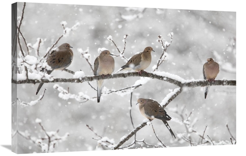 Global Gallery GCS-397601-2436-142 24 x 36 in. Mourning Dove Group in 