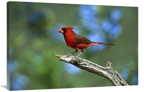 Global Gallery GCS-453289-2436-142 24 x 36 in. Northern Cardinal Male 