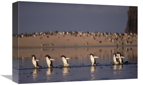 Global Gallery GCS-451262-1218-142 12 x 18 in. Adelie Penguin Group Co