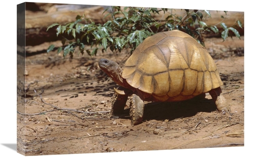 Global Gallery GCS-452646-1624-142 16 x 24 in. Ploughshare Tortoise Po