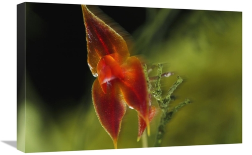 Global Gallery GCS-398559-1624-142 16 x 24 in. Orchid Blossoms, Fi