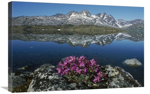 Global Gallery GCS-453536-2030-142 20 x 30 in. Dwarf Fireweed with Mou