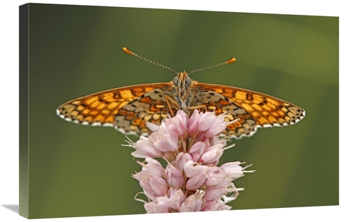 Global Gallery GCS-398007-2030-142 20 x 30 in. Glanville Fritillary Bu