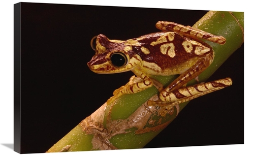 Global Gallery GCS-453180-2030-142 20 x 30 in. Chachi Tree Frog Adult&