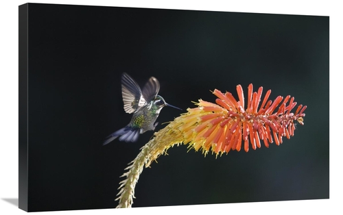 20 x 30 in. Purple-Throated Mountain-Gem Hummingbird Male, Costa R