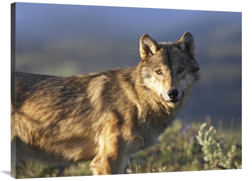 Global Gallery GCS-452201-3040-142 30 x 40 in. Gray Wolf, North Am