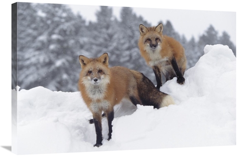 Global Gallery GCS-397093-2436-142 24 x 36 in. Red Fox Pair in Snow Fa