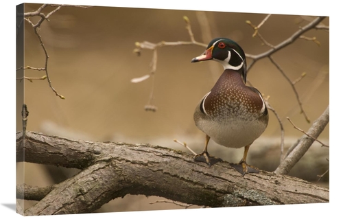 Global Gallery GCS-397364-2436-142 24 x 36 in. Wood Duck Male, Ken