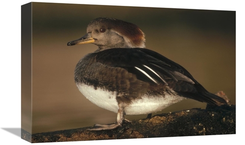 Global Gallery GCS-396510-1218-142 12 x 18 in. Hooded Merganser Female