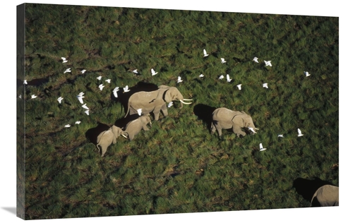 Global Gallery GCS-396801-2436-142 24 x 36 in. African Elephant Parent
