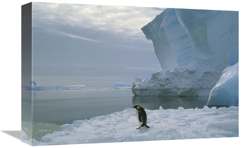 Global Gallery GCS-451725-1218-142 12 x 18 in. Emperor Penguin Walking