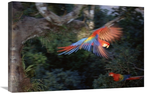 Global Gallery GCS-451498-2030-142 20 x 30 in. Scarlet Macaw Flying in