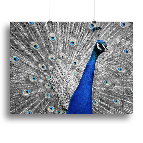 Peacock Canvas Print or Poster