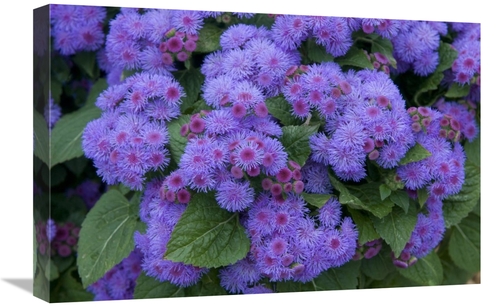 Global Gallery GCS-398400-1624-142 16 x 24 in. Ageratum Ariella Power 