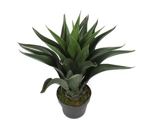 Agave In Pot 60 Cm