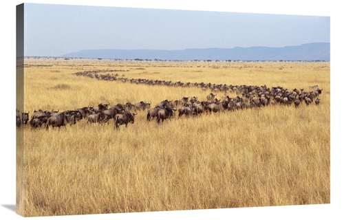 Global Gallery GCS-452968-2436-142 24 x 36 in. Blue Wildebeest Herd Mi