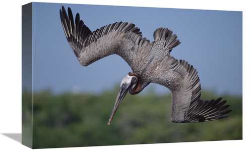 Global Gallery GCS-451053-1218-142 12 x 18 in. Brown Pelican Diving in