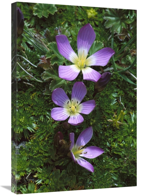 Global Gallery GCS-451642-2030-142 20 x 30 in. Andean Flowers in Boggy