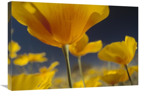 Global Gallery GCS-396120-2030-142 20 x 30 in. Mexican Golden Poppy De